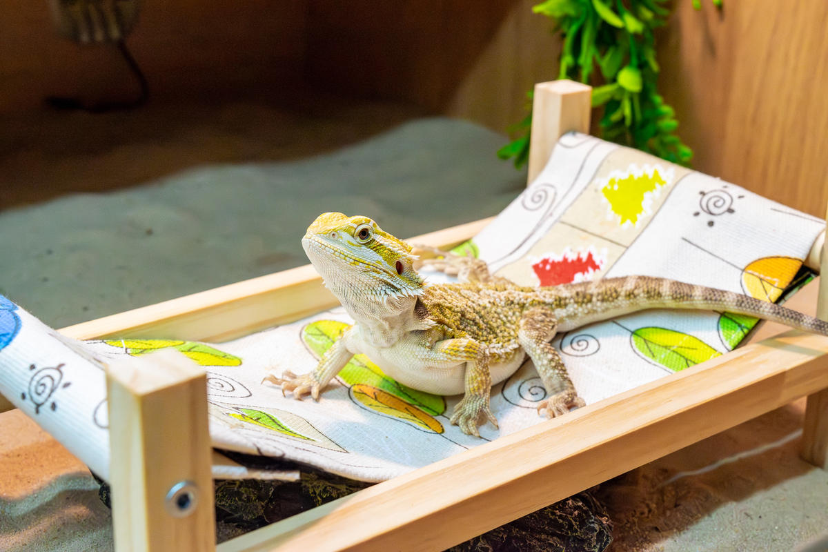 Meet Stitch, the bearded dragon turned therapy animal!