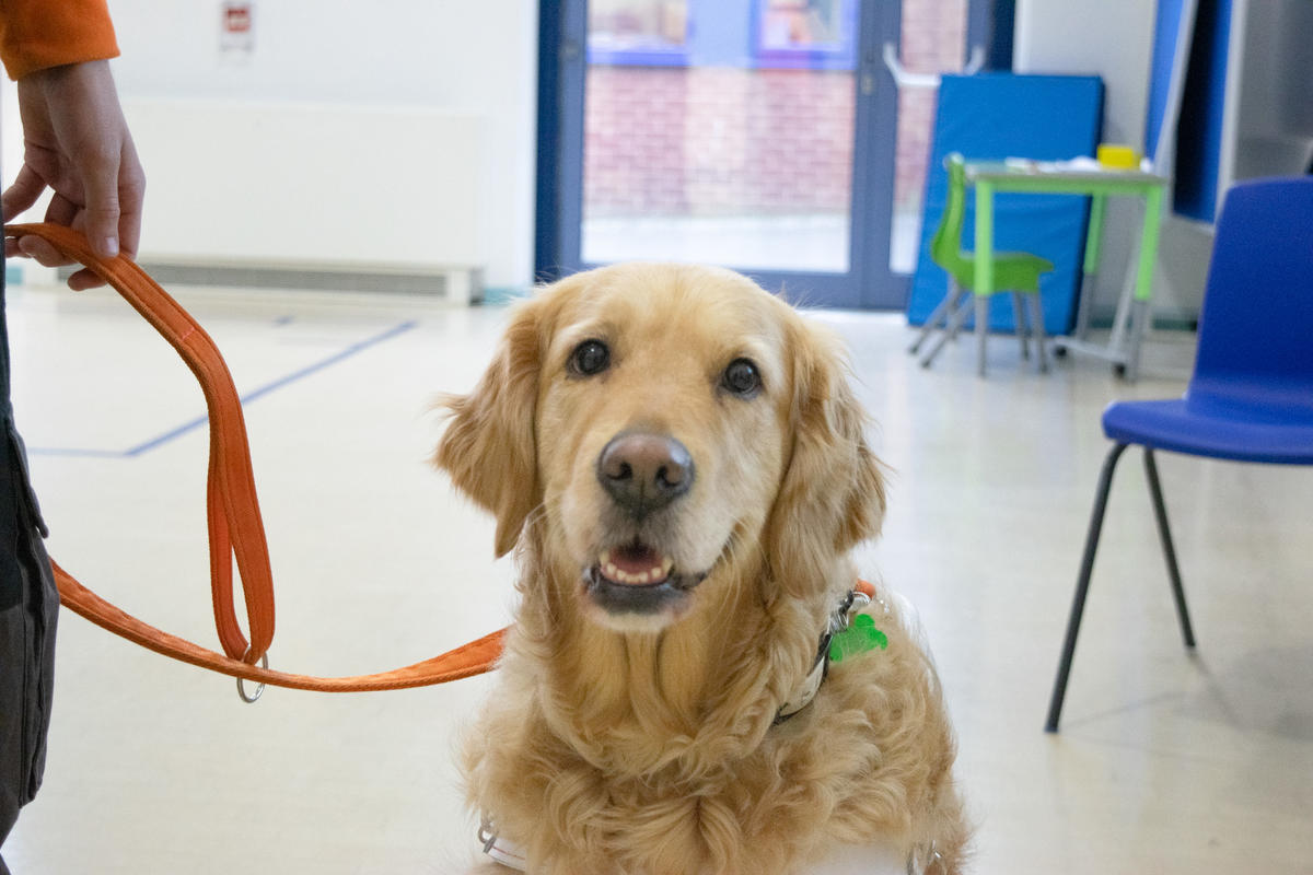 Assistance dog Summer meets with Ashcroft and Inscape House students