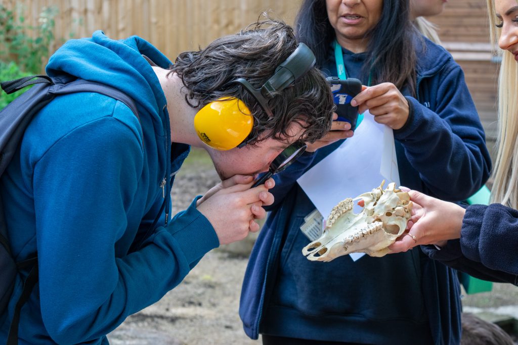 Young boy looking up close at an animal skull with a magnifying glass.