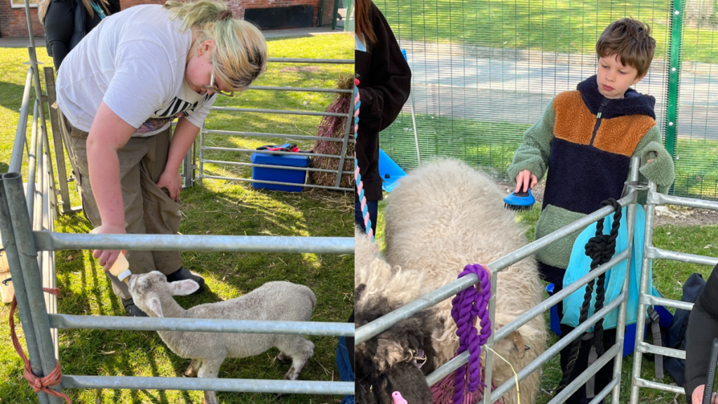 a collage of two images: a boy and a girl petting and feeding lambs 