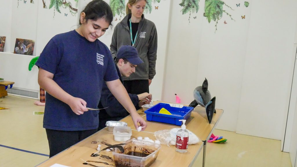 Two students interacting with an oil spill activity. They are holding feathers cleaning them with cotton buds.